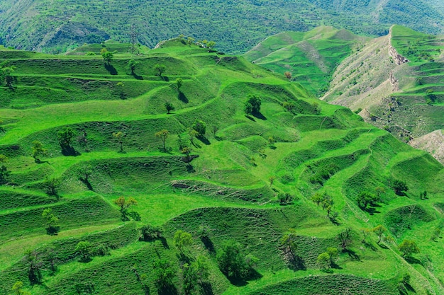 Terres agricoles en terrasses sur les pentes des montagnes au Daghestan