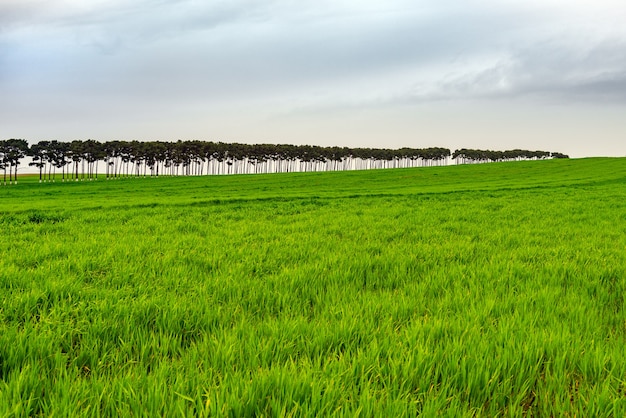 Des terres agricoles d'un vert éclatant