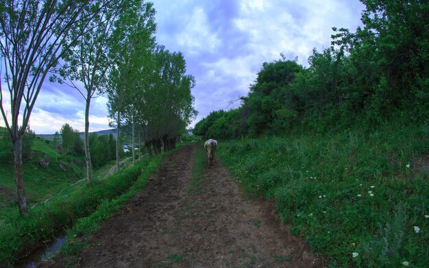 des terres agricoles