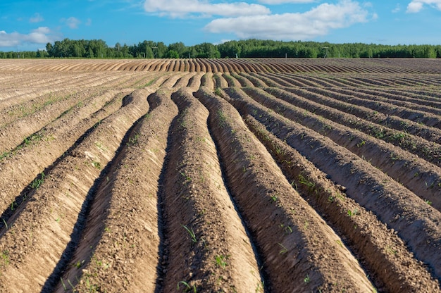 Terres arables champ labouré Terres cultivées et travail du sol Paysage de campagne simple avec champs labourés et ciel bleu