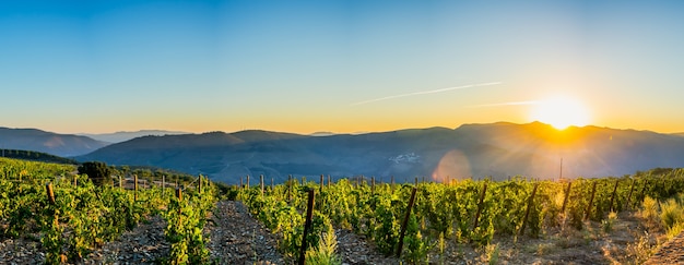 Photo terres plantées de vignes pour les vendanges