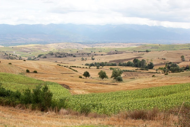 Terres de tournesol et de blé Fond de nature