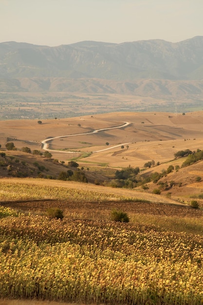 Terres de tournesol et de blé Fond de nature