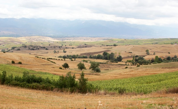 Terres de tournesol et de blé Fond de nature