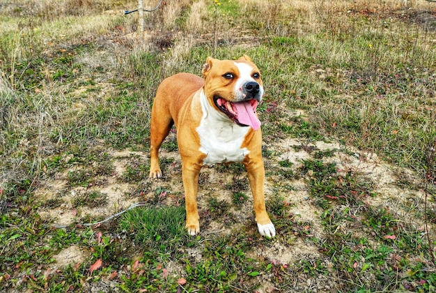 Le terrier américain de Staffordshire heureux