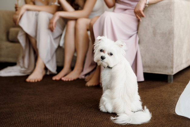 Terrier blanc à côté d'un homme