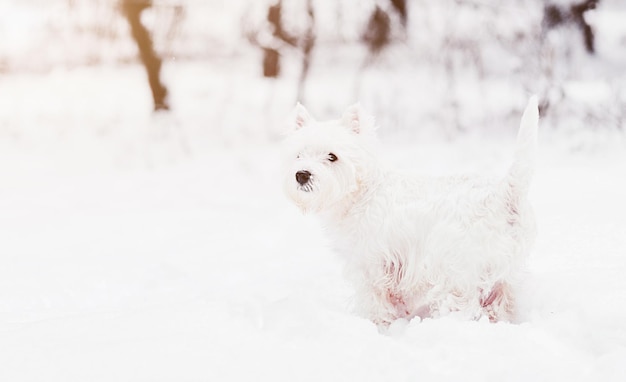 Terrier blanc dans le parc