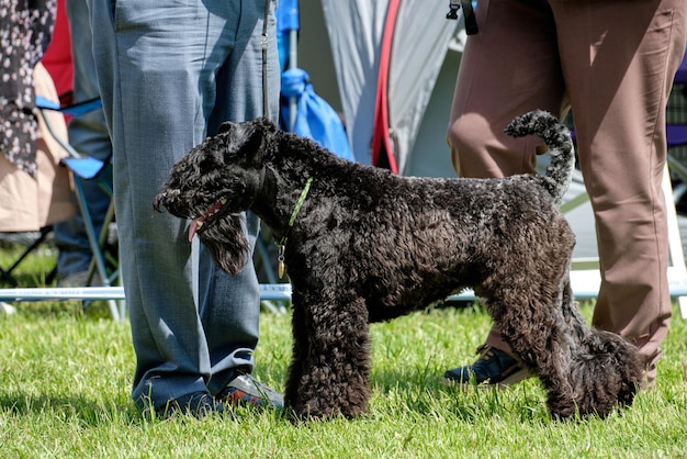 Le terrier bleu se tient de côté sur l'herbe verte