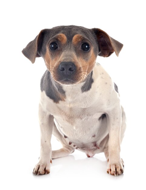 Terrier brésilien sur blanc isolé