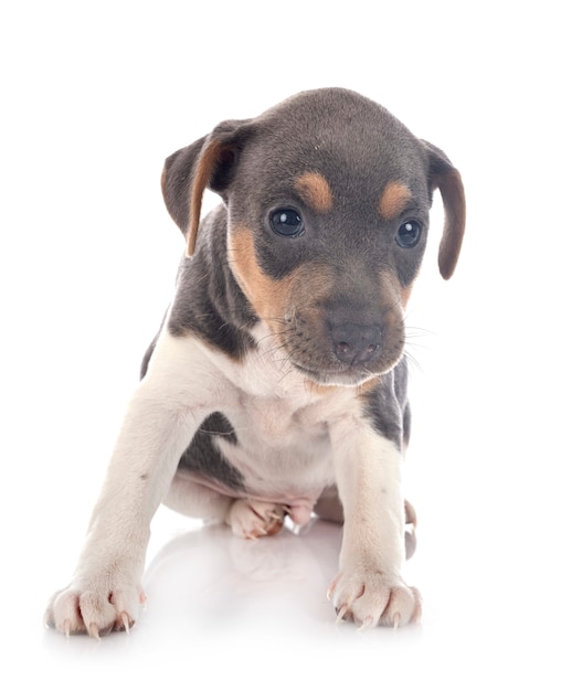 Terrier brésilien chiot sur blanc isolé