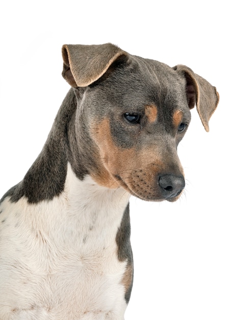 Terrier brésilien isolé