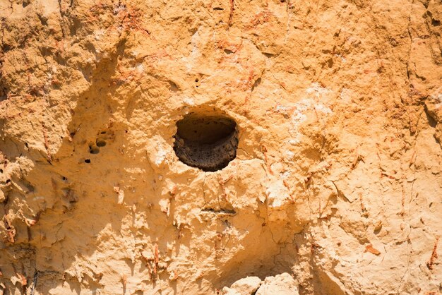 Photo le terrier du rollier européen ou coracias garrulus