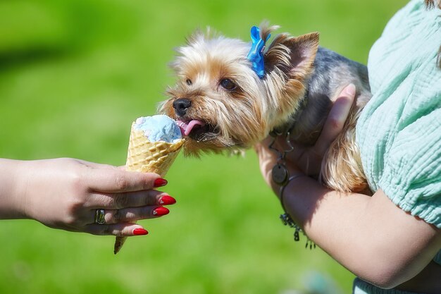 Le terrier du Yorkshire mignon lèche la crème glacée en été.