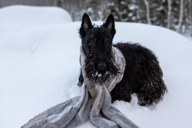 Terrier écossais avec un foulard dans la neige.