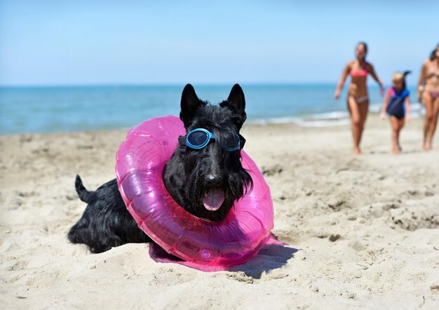 terrier écossais sur la plage