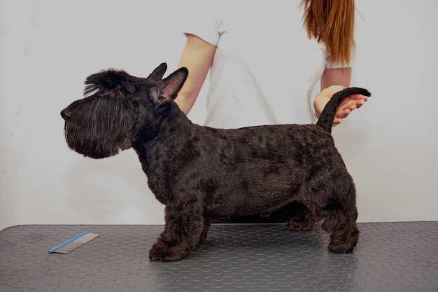 Un Terrier écossais Sur La Table Après Avoir été Soigné Dans Un Salon D'animaux