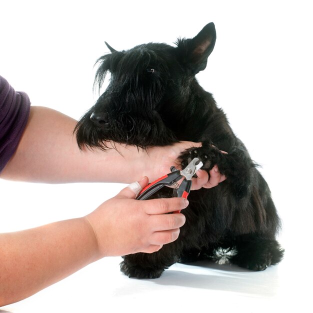 Terrier écossais