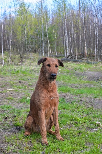 Terrier irlandais