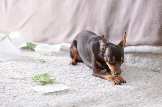 Terrier jouet espiègle et papier déchiré à l'intérieur