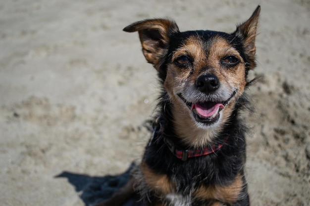 Terrier mix chien jouant et nageant à la plage