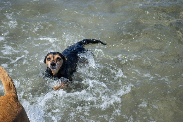 Terrier mix chien jouant et nageant à la plage