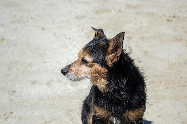 Terrier mix chien jouant et nageant à la plage