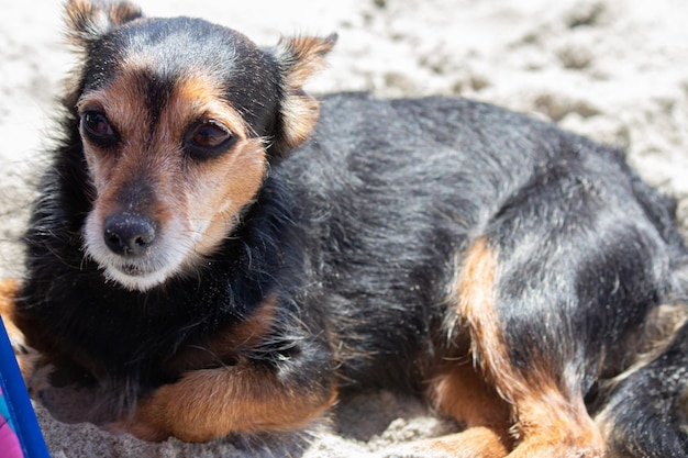 Terrier mix chien jouant à la plage