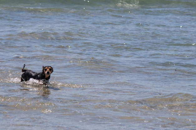 Terrier mix chien jouant à la plage
