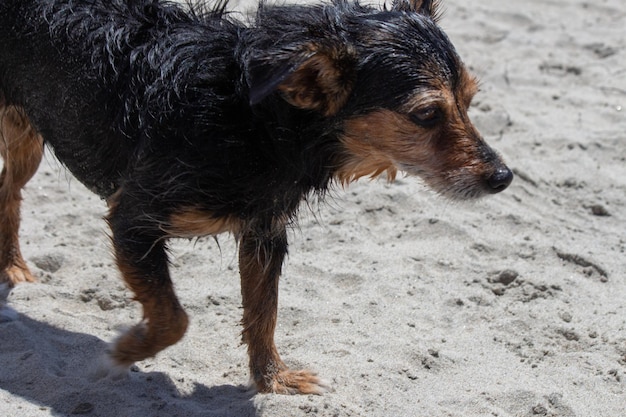 Terrier mix chien jouant à la plage