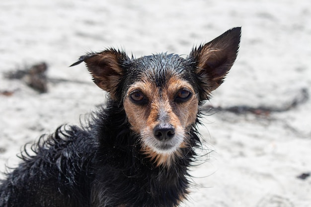 Terrier mix chien jouant à la plage