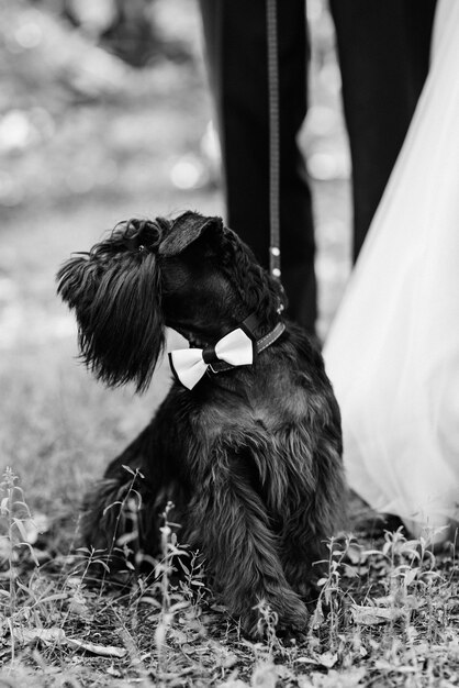 Terrier noir à côté d'un homme