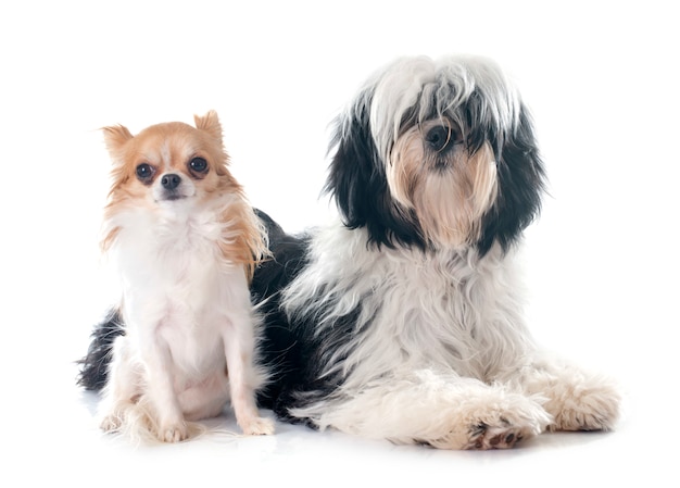 Terrier tibétain et chihuahua