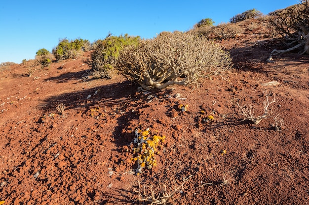 Photo territoire aride de l'île de lobos, canaries, espagne. plante euphorbia balsamifera. tabaiba dulce. ténérife