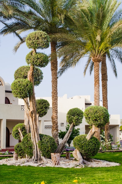 Territoire bien aménagé d&#39;un hôtel cinq étoiles à Charm el-Cheikh.