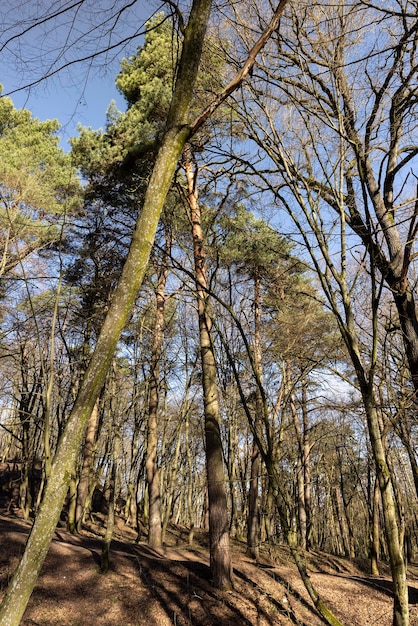 territoire vallonné avec des arbres sans feuillage au printemps territoire vallonné du parc avec des arbres nus et le feuillage sec de l'année dernière