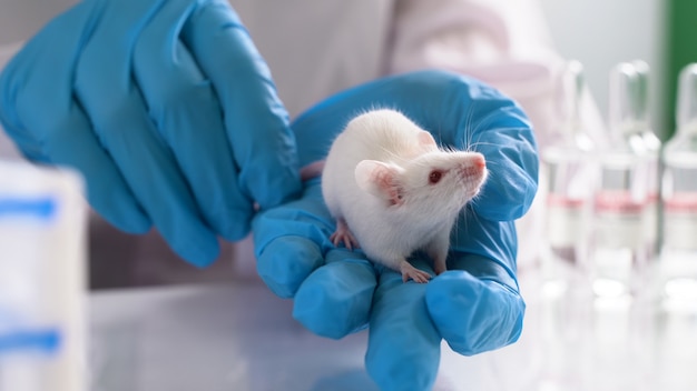 Test de médicaments et de vaccins sur des souris