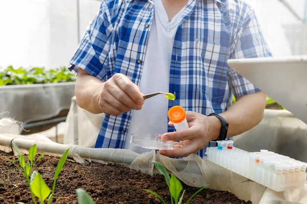 Test Des Travailleurs Et Collecte De Données Environnementales à Partir De Légumes Biologiques Dans Un Jardin De Ferme En Serre