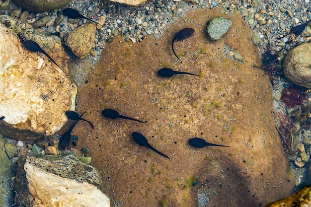 Têtards dans un ruisseau - directement au-dessus