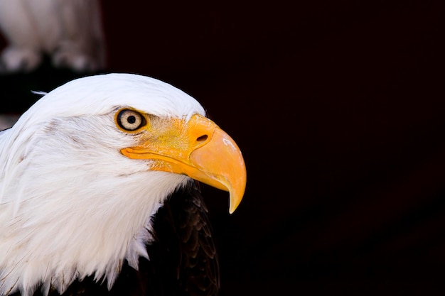 Tête d'un aigle royal majestueux