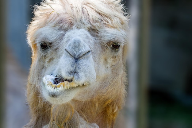 Tête d'animal d'un chameau qui mâche