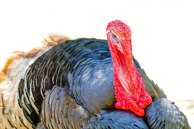 Tête d'un animal de compagnie Tête d'un grand oiseau de dinde