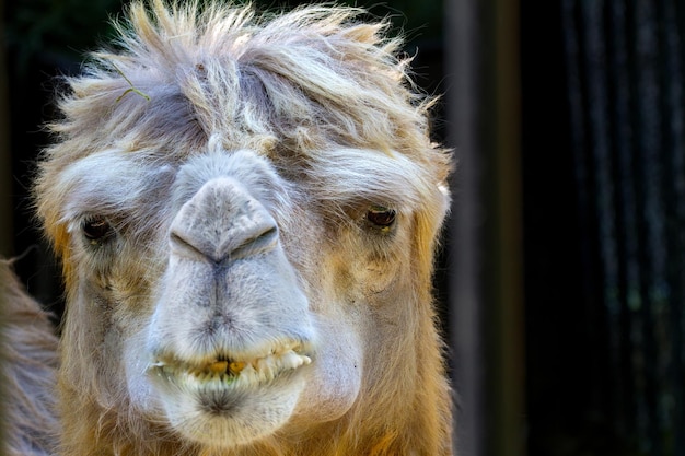 Tête animale de grand mammifère d'un chameau