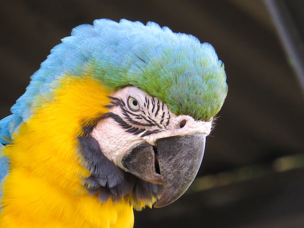 Tête d'ara, vert, jaune, bleu et blanc.