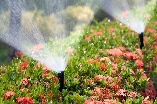 Tête d'arrosage arrosant le buisson et l'herbe