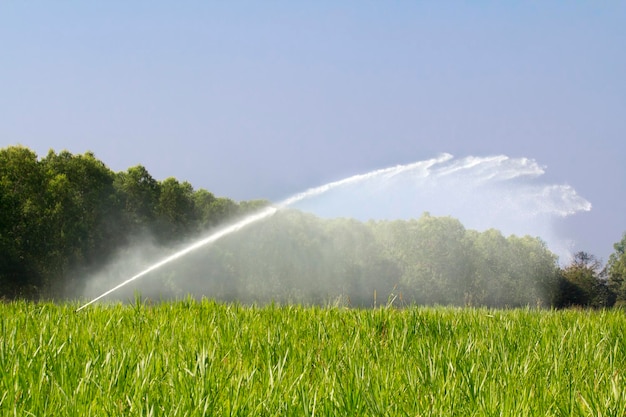 Tête d'arrosage arrosant l'herbe dans la ferme