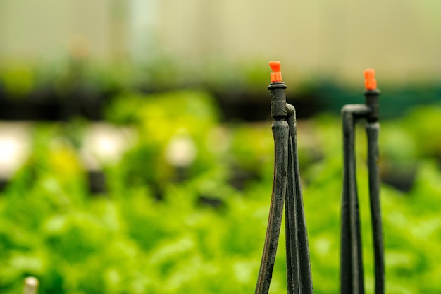 Tête d'arrosage dans une ferme de salade biologique