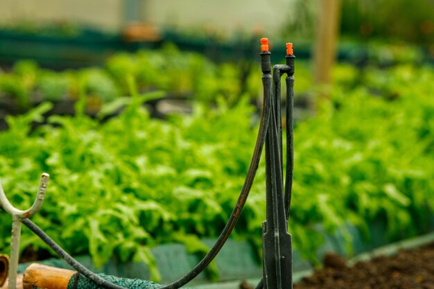 Tête d'arrosage dans une ferme de salade biologique