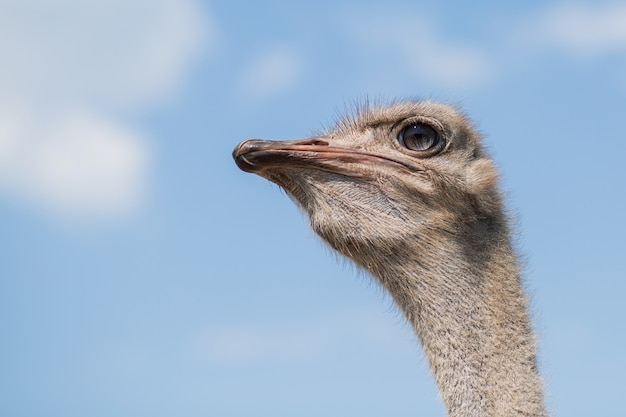 Tête d'autruche zoo gros plan Portrait en plein air dans une journée d'été