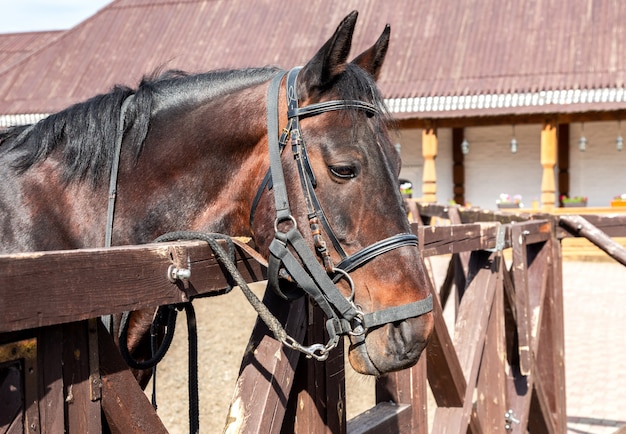 Tête d'un beau cheval alezan