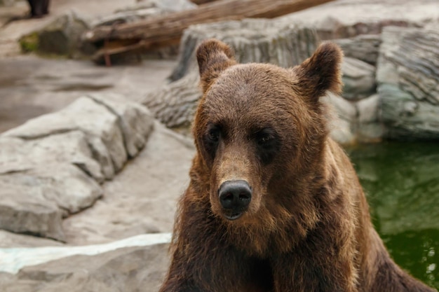 Tête d'un bel ours brun